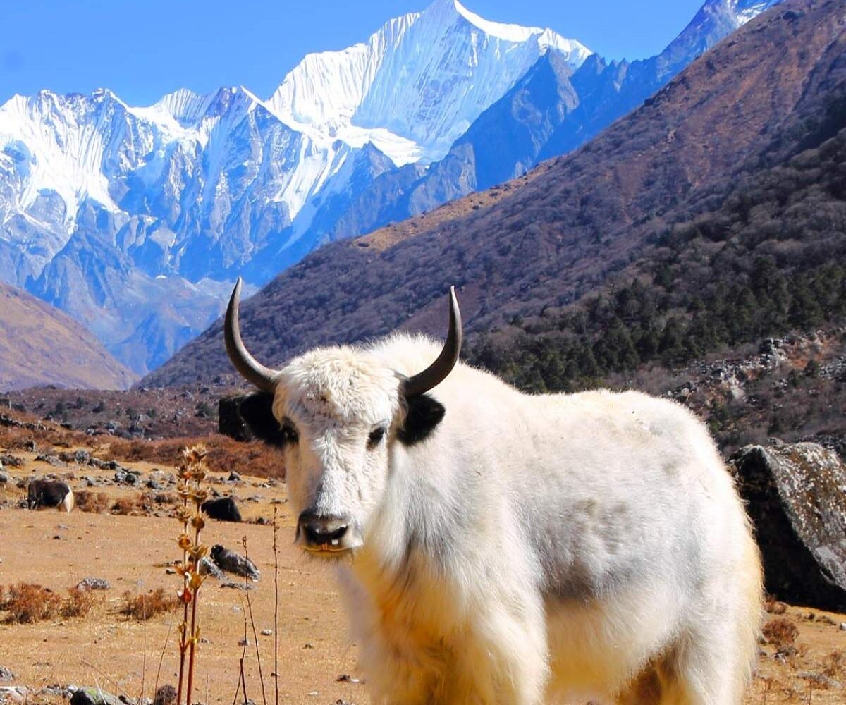 Langtang Valley