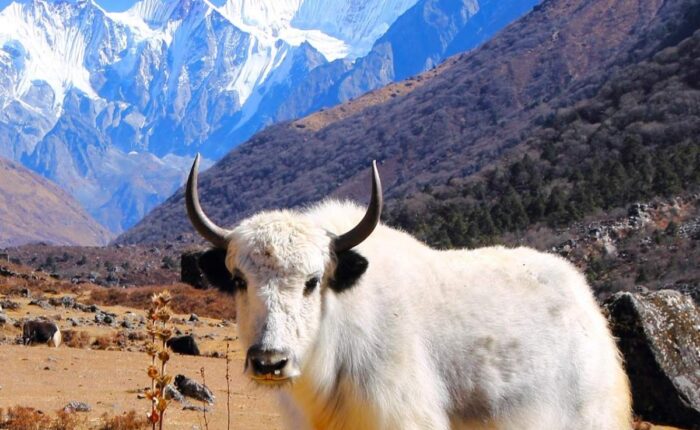 Langtang Valley