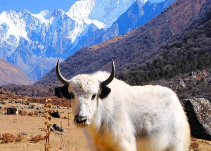 Langtang Valley