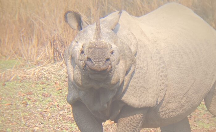 Chitwan Jungle Safari