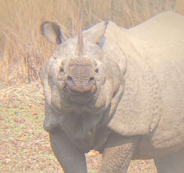 Chitwan Jungle Safari