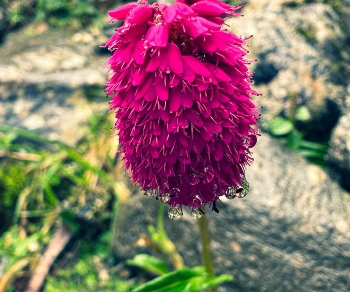 Helambu